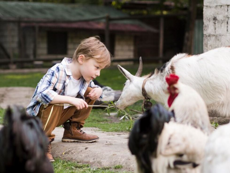Bauernhof -Kindergeburtstag