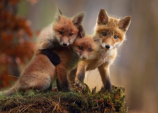Der Fuchs geht um