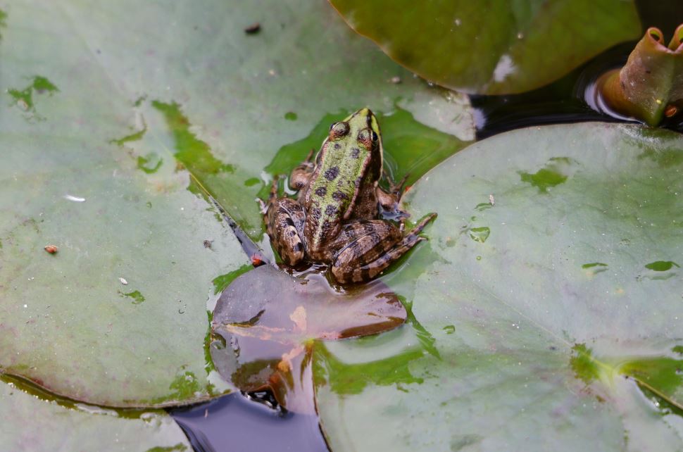 Froschhüpfen spiel