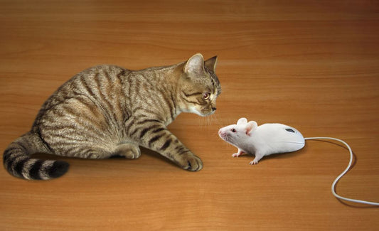 Katz-und-Maus-Spiel – Spielspaß und Bewegungsfreude für Kinder von 4-12 Jahren! 🐱🐭